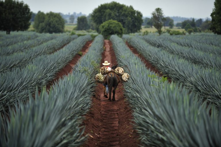 A Taste of Tequila Jalisco: Discovering Mexico’s Agave Oasis