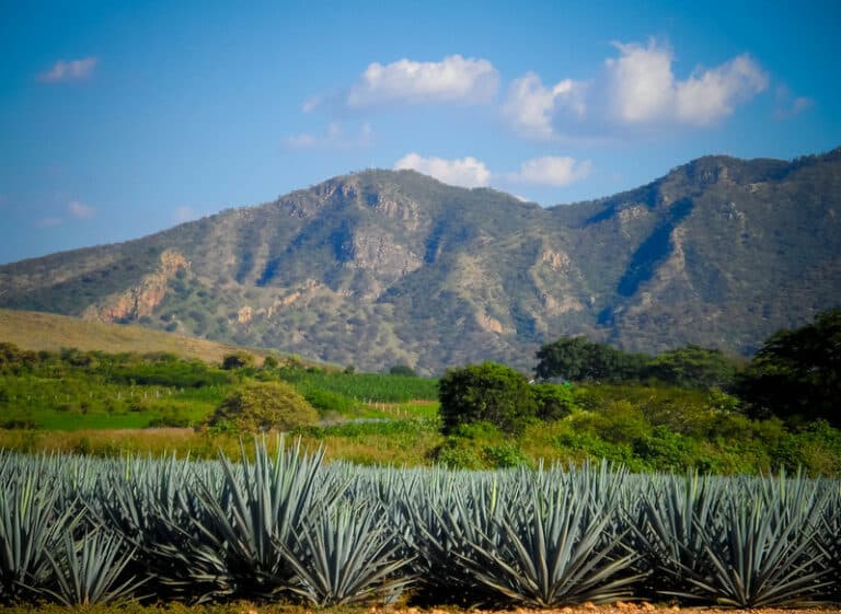 Tequila, Mexico: Exploring Tequila’s Agave Eden in Jalisco
