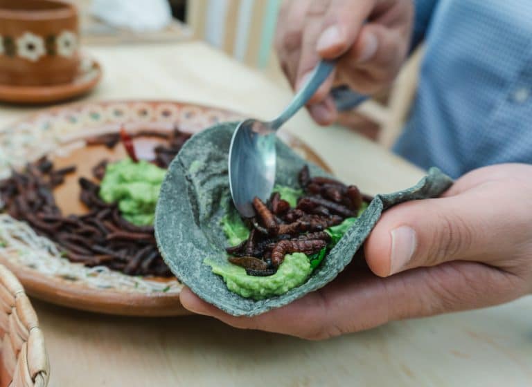 From Agave to Plate: Discovering Chinicuiles and Mezcal Worms