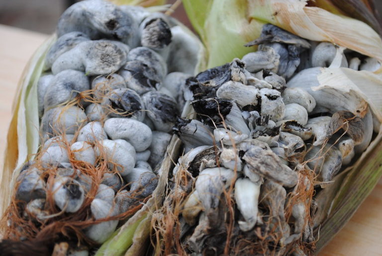 Huitlacoche: Journey into the Enigmatic World of Mexican Cuisine