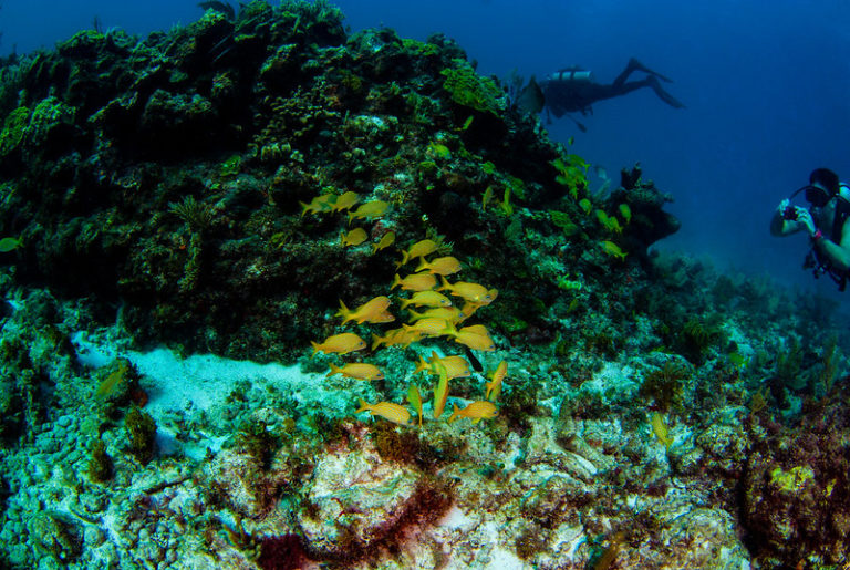 Discover Punta Nizuc’s Captivating Reef Escapade