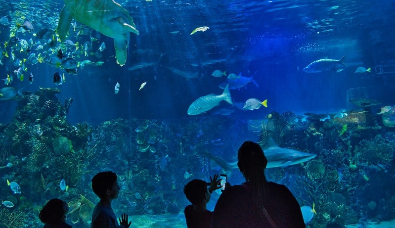 inbursa aquarium