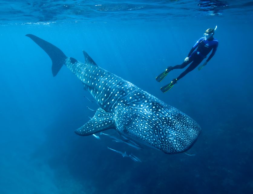 costa mujeres whale sharks