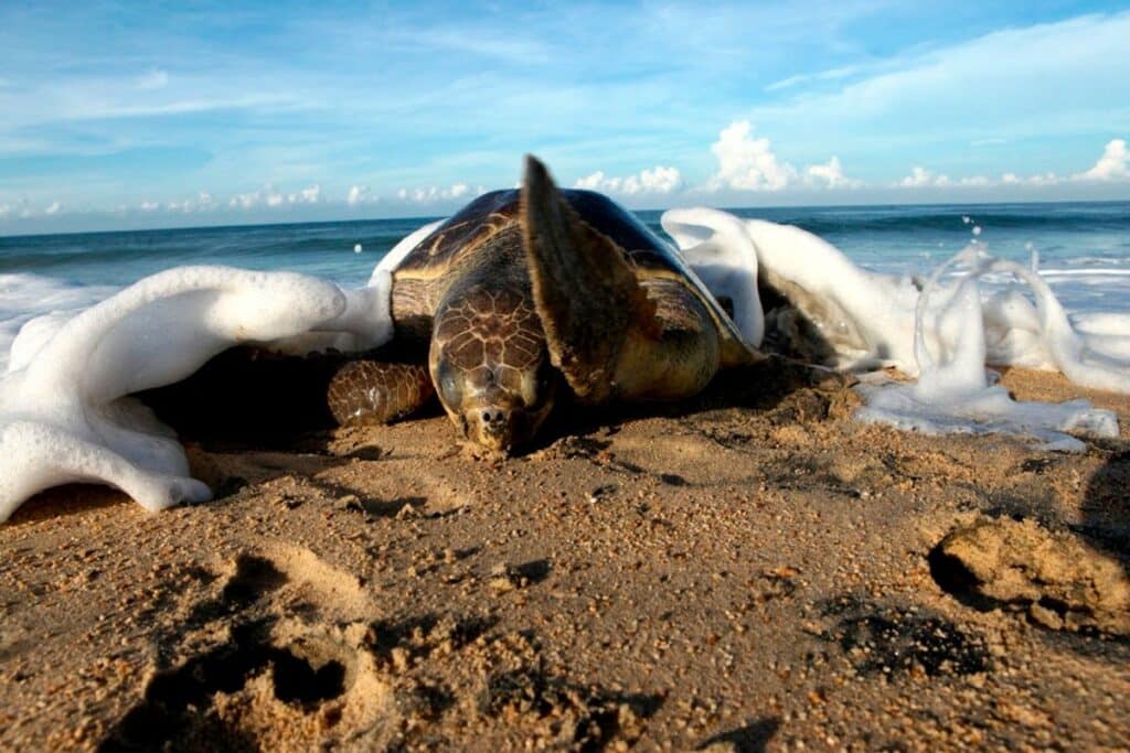 beach turtles