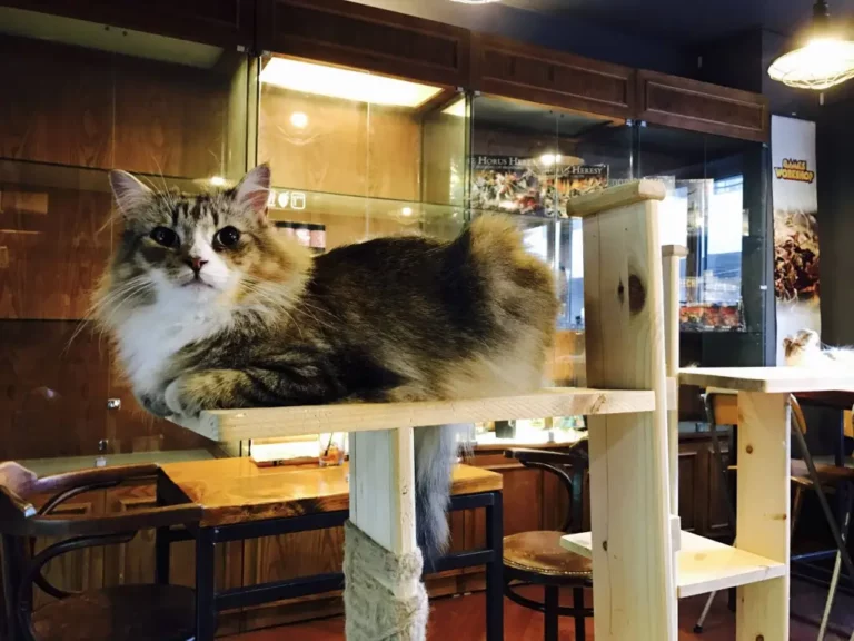 Mexico’s Top 5 Cat Cafes That Will Steal Your Heart